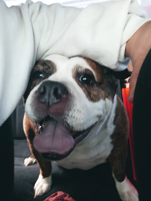 Bluffton Animal Clinic 12