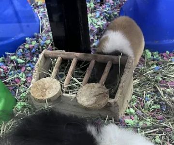 Pet Supermarket