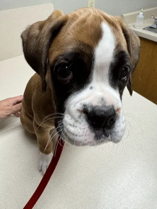 Decatur Veterinary Hospital 12