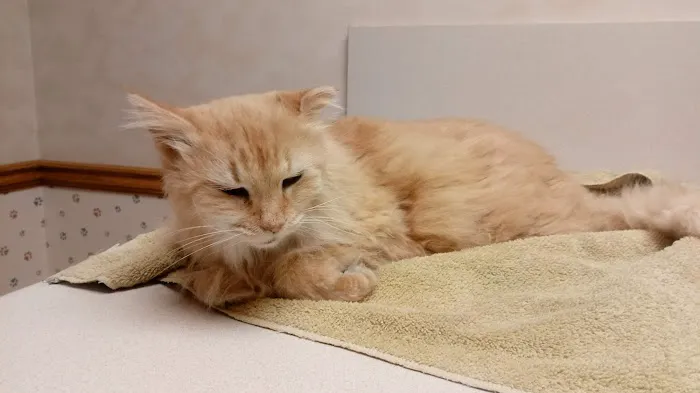Decatur Veterinary Hospital 12