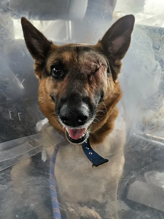 Decatur Veterinary Hospital 12