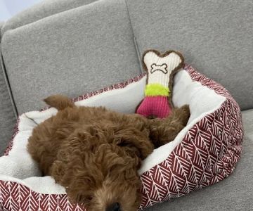 Puppies by Z.