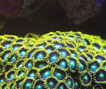 Aquarium Marketing