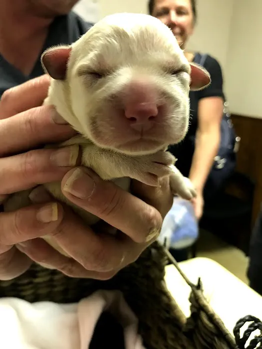 Springfield Veterinary Clinic 6