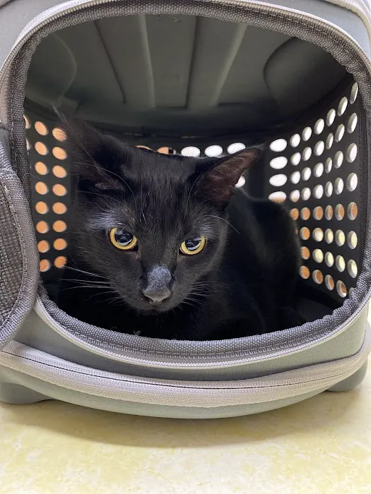 Springfield Veterinary Clinic 9