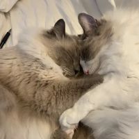 Clarkston Animal Medical Center ico