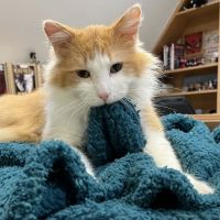 Advanced Pet Care of Oakland ico