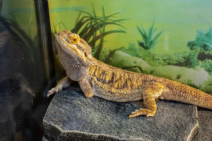 Advanced Pet Care of Oakland 10