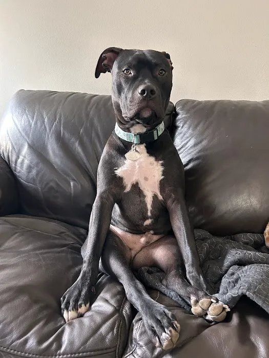Advanced Pet Care of Oakland 3
