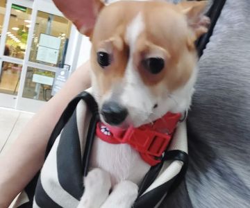 Pet Supermarket