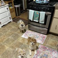 Orion Oaks Animal Hospital ico