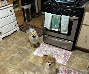 Orion Oaks Animal Hospital