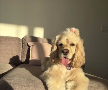 Wag Spot