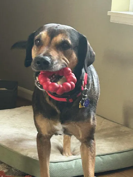 Dixie Veterinary Hospital 2