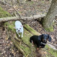 Dixie Veterinary Hospital ico