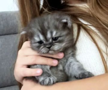Persian Kittens