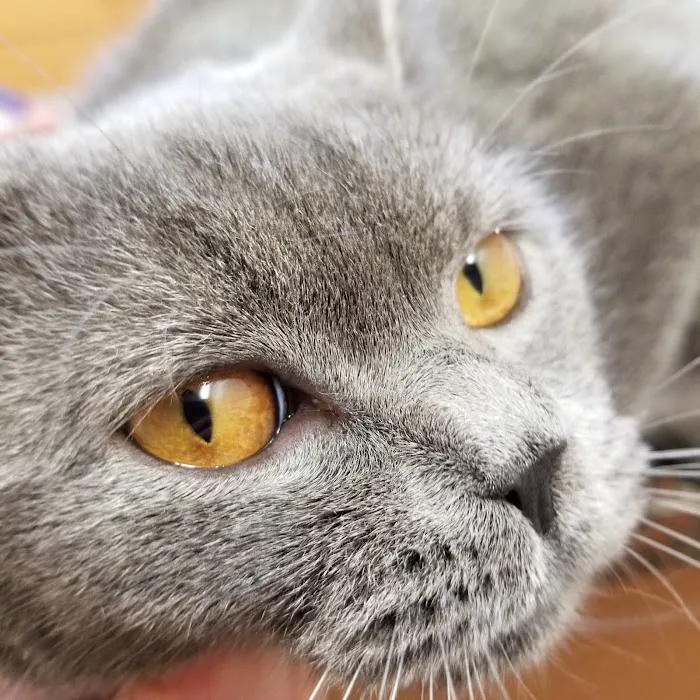Lake Orion Veterinary Hospital 6