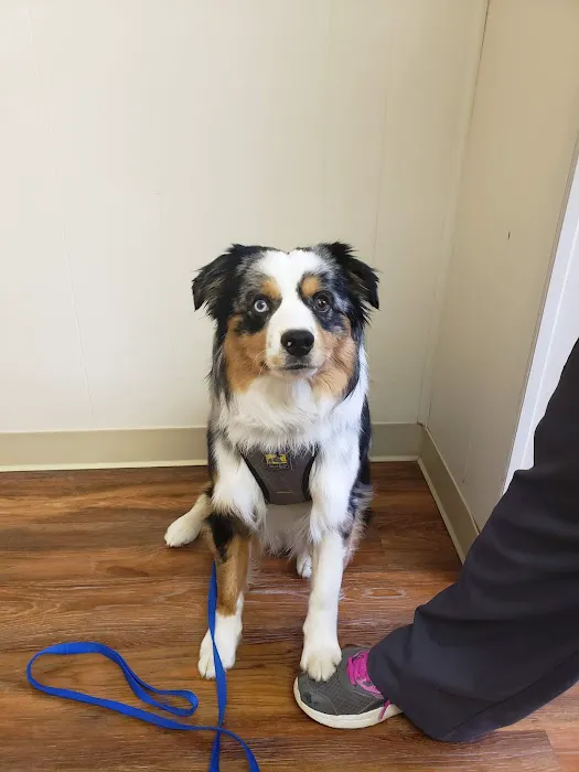 Lake Orion Veterinary Hospital 5