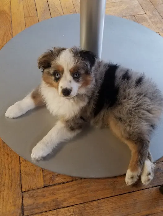 Lake Orion Veterinary Hospital 1