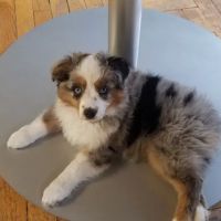 Lake Orion Veterinary Hospital ico