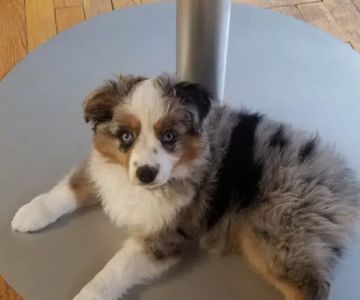 Lake Orion Veterinary Hospital