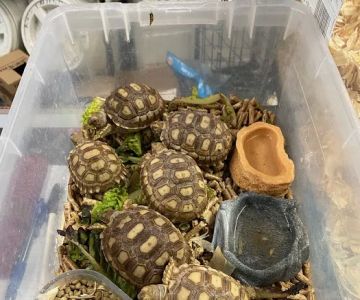 La Jungla Pet Shop