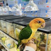Animal House Pet Shop ico