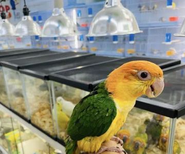 Animal House Pet Shop