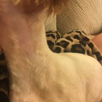 Lake Orion Pet Centre ico
