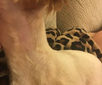 Lake Orion Pet Centre