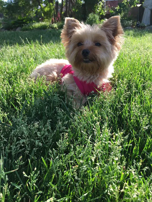 Lake Orion Pet Centre 4