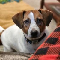 Brinker Veterinary Hospital ico