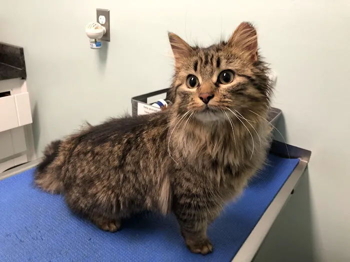 North River Animal Hospital 10