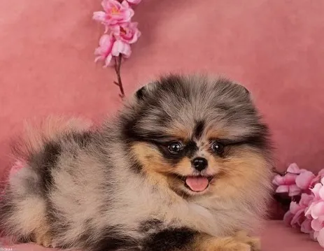Teacup Pomeranian puppies Florida 3