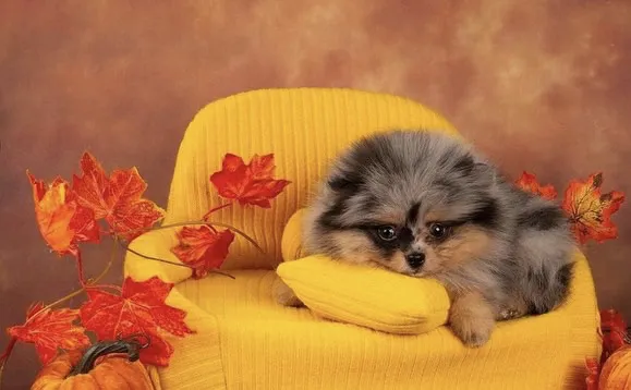 Teacup Pomeranian puppies Florida 4