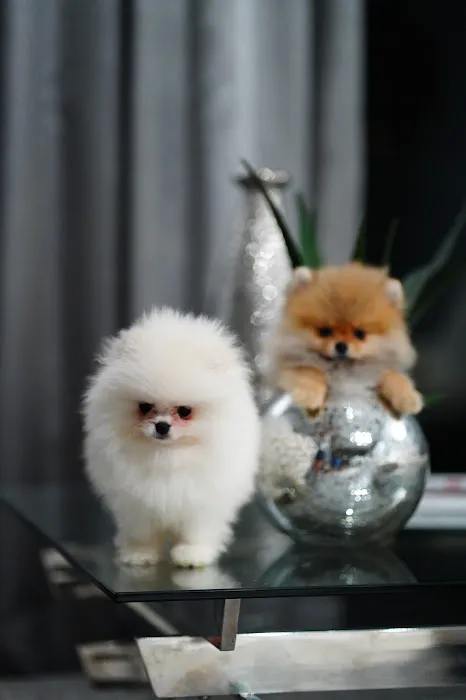 Teacup Pomeranian puppies Florida 2