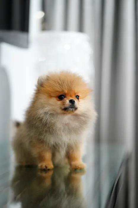 Teacup Pomeranian puppies Florida 5