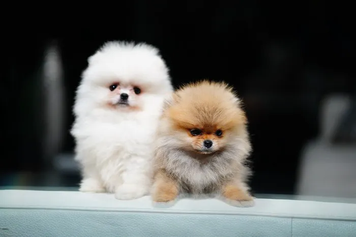 Teacup Pomeranian puppies Florida 6