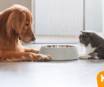 Kanu Pet