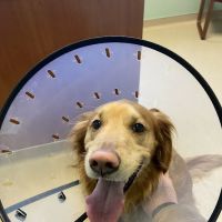 Lake Huron Veterinary Clinic ico