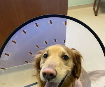 Lake Huron Veterinary Clinic