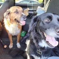 Companion Animal Hospital ico