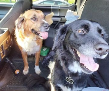 Companion Animal Hospital