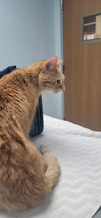 Companion Animal Hospital 5