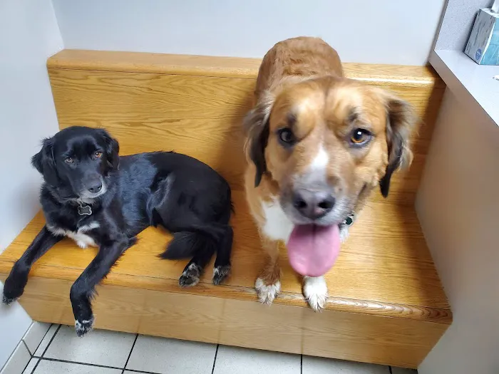 Companion Animal Hospital 4
