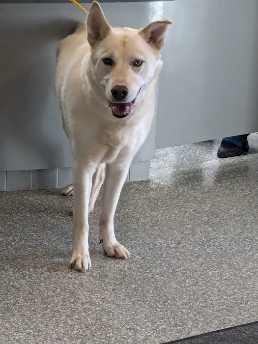 Companion Animal Hospital 10