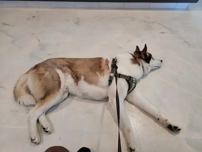 Companion Animal Hospital 6