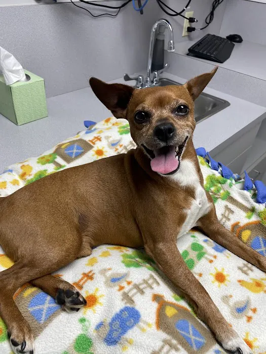 Companion Animal Hospital 3