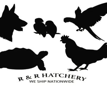 R&R Hatchery