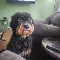 Bancroft Veterinary clinic ico